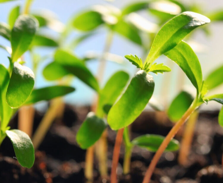 Sistemas de Gestão Ambiental de acordo com a Norma ISO 14001:2015